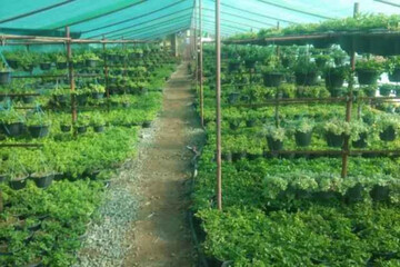 گیاهان کم آب برای کشاورزی | معرفی بهترین محصولات کم آب برای کشاورزی