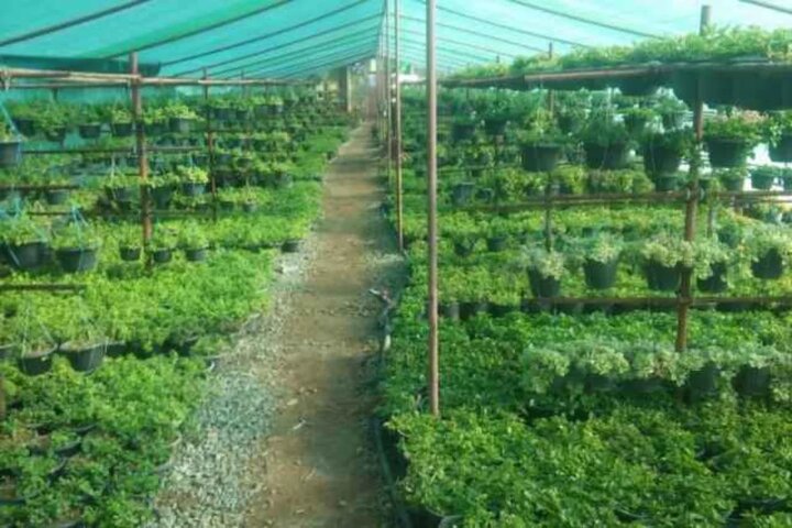 گیاهان کم آب برای کشاورزی | معرفی بهترین محصولات کم آب برای کشاورزی