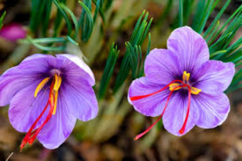 زعفران گیاهان کم آب برای کشاورزی