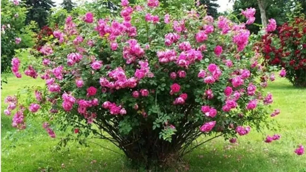 گل محمدی گیاهان کم آب برای کشاورزی