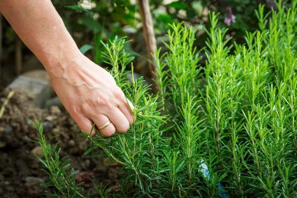 رزماری گیاهان کم آب برای کشاورزی