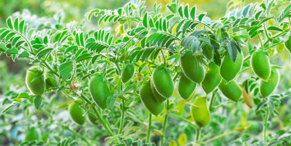 نخود گیاهان کم آب برای کشاورزی