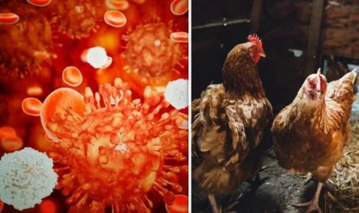 بیماری طیور + جامع‌ترین راهنمای پیشگیری از بیماری های طیور