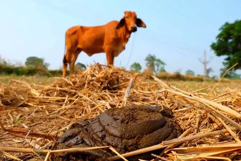 کود حیوانی چیست؟ بررسی کامل مزایا، معایب، انواع و بهترین روش استفاده