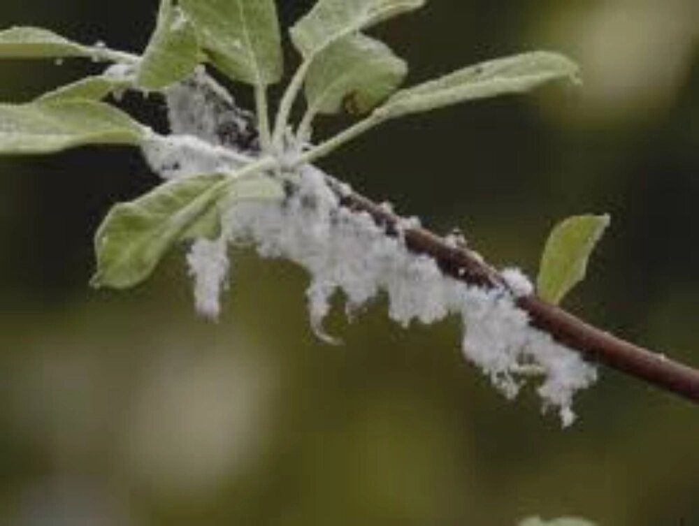 سم خانگی برای شته گیاهان