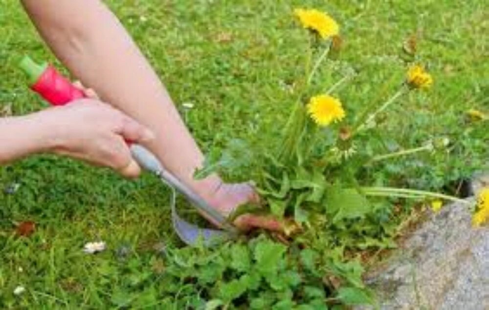 علف های هرز دارویی