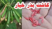 کاشت خیار + آموزش کامل کاشت خیار در گلدان، باغچه و مزرعه از بذر تا برداشت