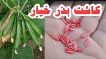 کاشت خیار + آموزش کامل کاشت خیار در گلدان، باغچه و مزرعه از بذر تا برداشت