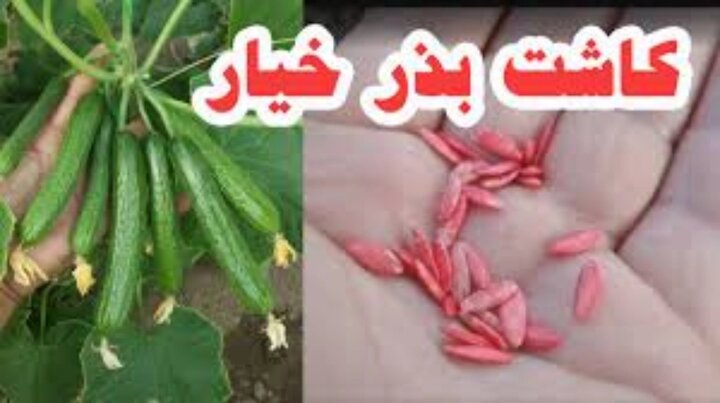 کاشت خیار + آموزش کامل کاشت خیار در گلدان، باغچه و مزرعه از بذر تا برداشت