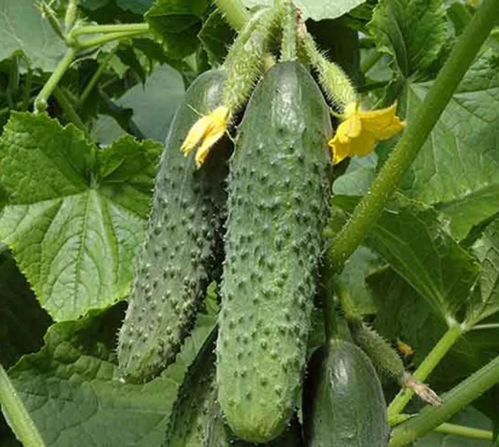 زمان کاشت خیار