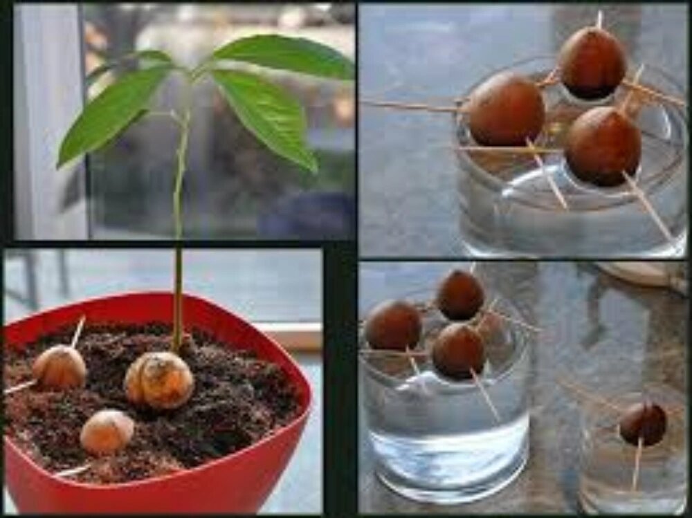 کاشت هسته آووکادو