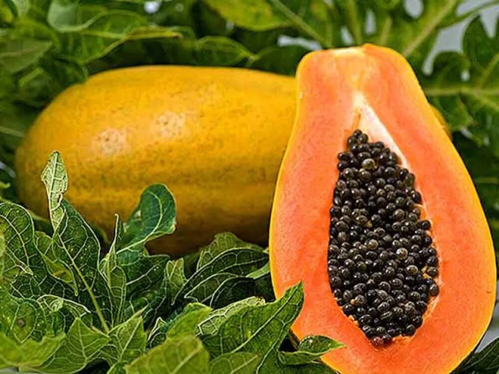 کاشت پاپایا
