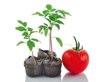 کاشت گوجه فرنگی؛ آموزش کامل کاشت در زمین، باغچه و گلدان + بهترین زمان کاشت