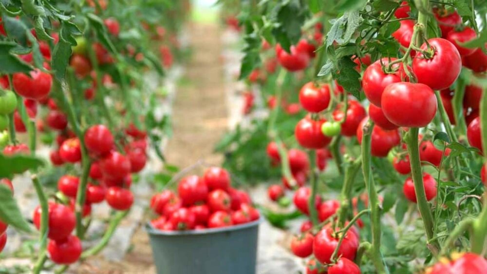کاشت گوجه فرنگی
