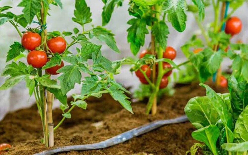 روش کاشت گوجه فرنگی در زمین