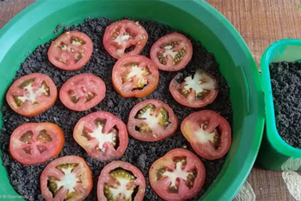 نحوه کاشت گوجه فرنگی
