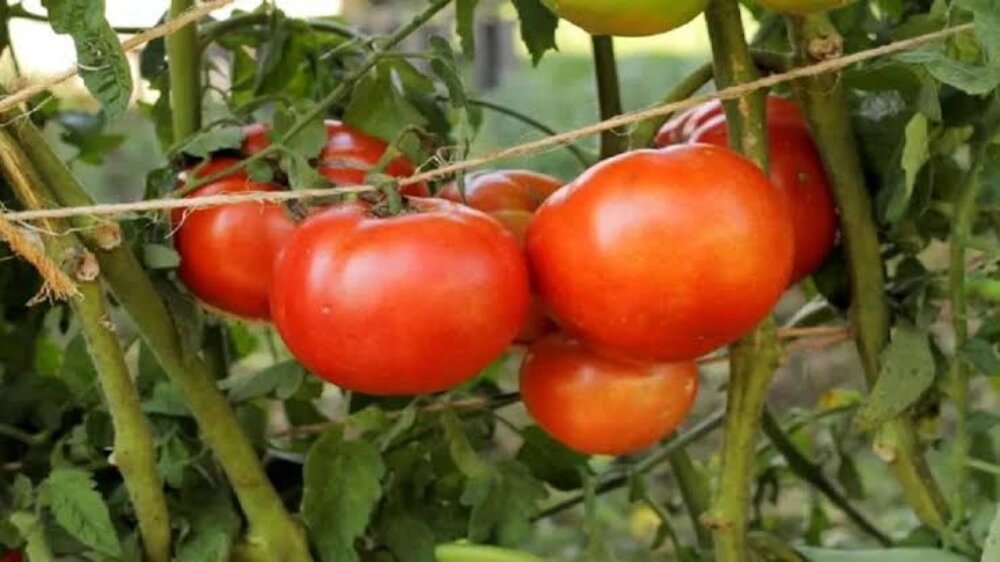 بهترین زمان کاشت گوجه فرنگی