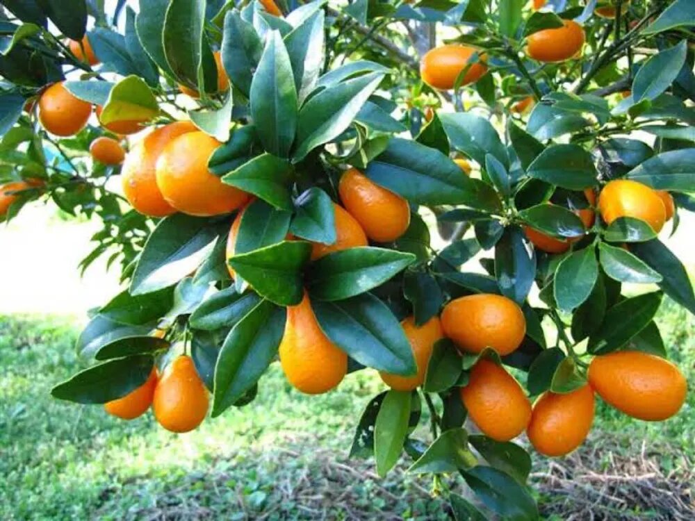 کاشت کامکوات در باغ