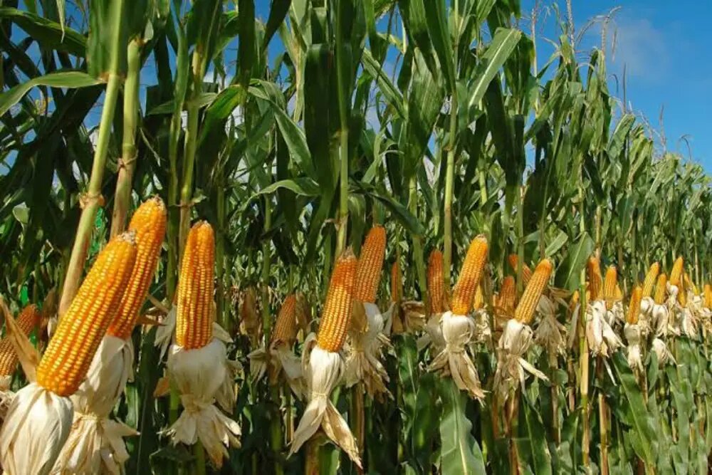 کاشت ذرت
