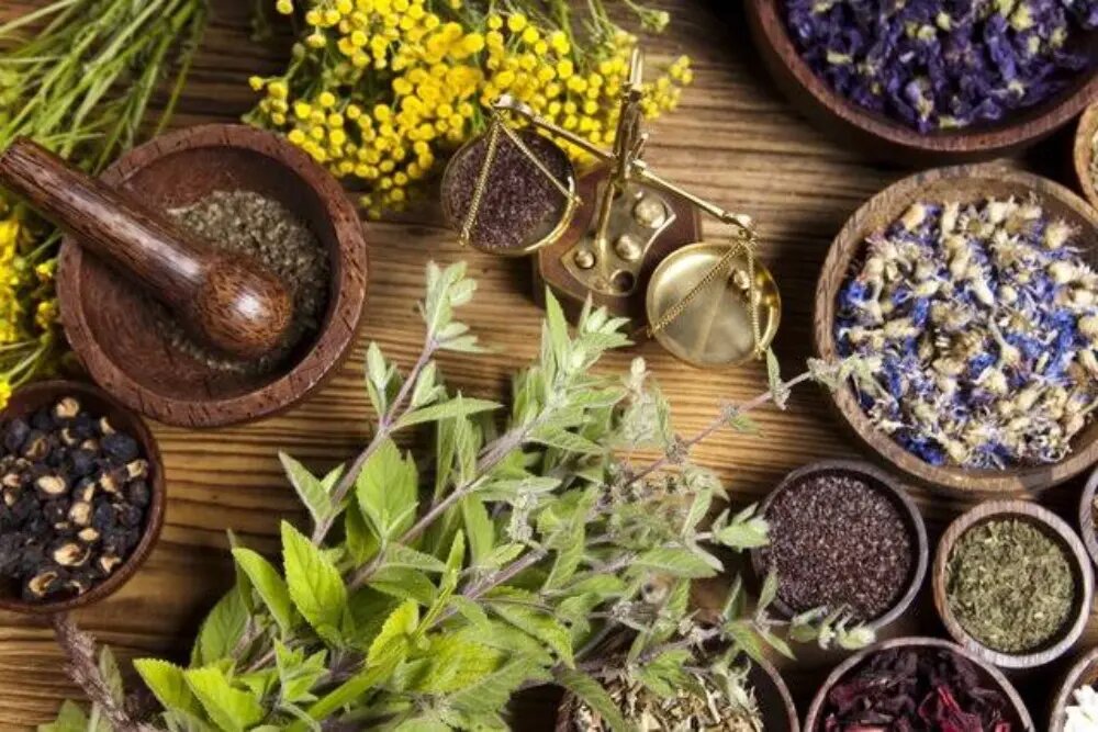 گیاهان دارویی مقاوم به خشکی 