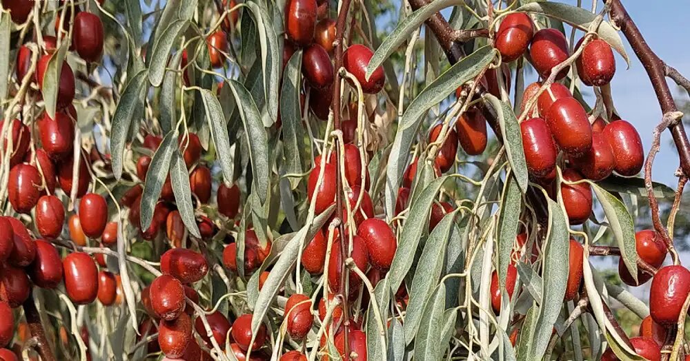 سنجد گیاه مقاوم به خشکی 