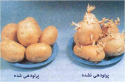 پرتودهی مواد غذایی؛ مزایا، معایب، انواع پرتو و کاربردهای صنعتی