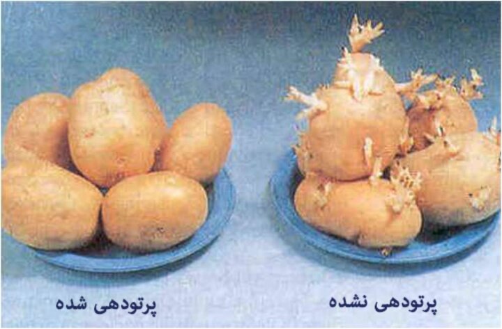 پرتودهی مواد غذایی؛ مزایا، معایب، انواع پرتو و کاربردهای صنعتی