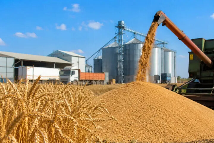 ثبت سفارش گندم از امروز عملیاتی شد/ واردات گندم توسط بخش خصوصی رسما آغاز شد