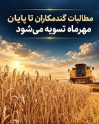 مطالبات گندمکاران تا پایان مهرماه تسویه می‌شود