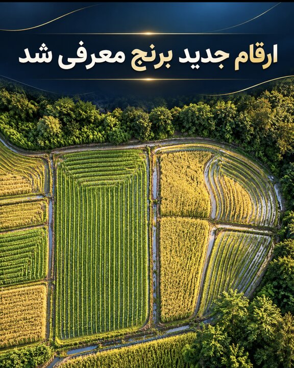 ارقام جدید برنج معرفی شد