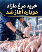 خرید مرغ مازاد دوباره آغاز شد