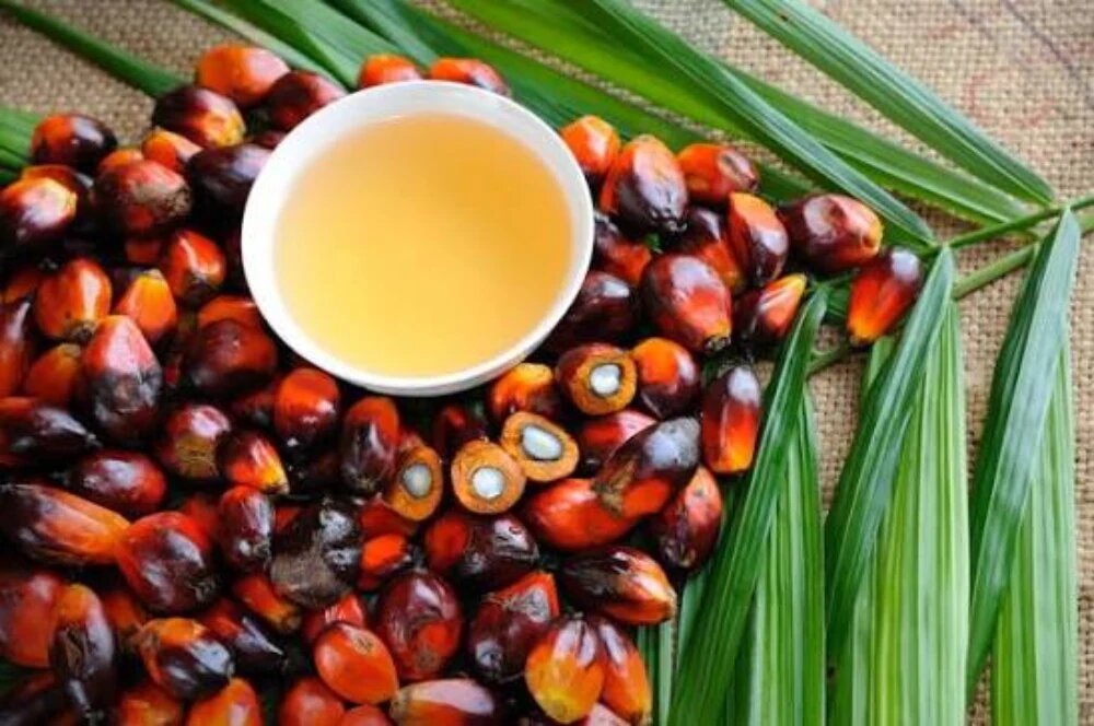 روغن پالم درصنایع غذایی