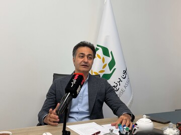 بازار برنج با خریدهای نامتعارف سازمانی بی‌ثبات می‌شود