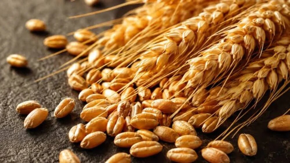 بهترین زمان کشت گندم پاییزه