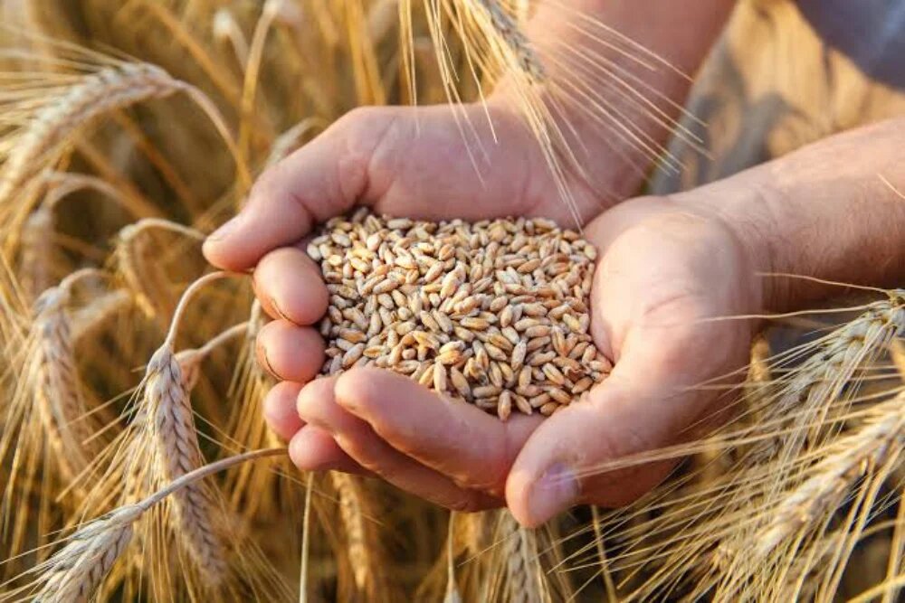 آماده سازی زمین کشت گندم پاییزه