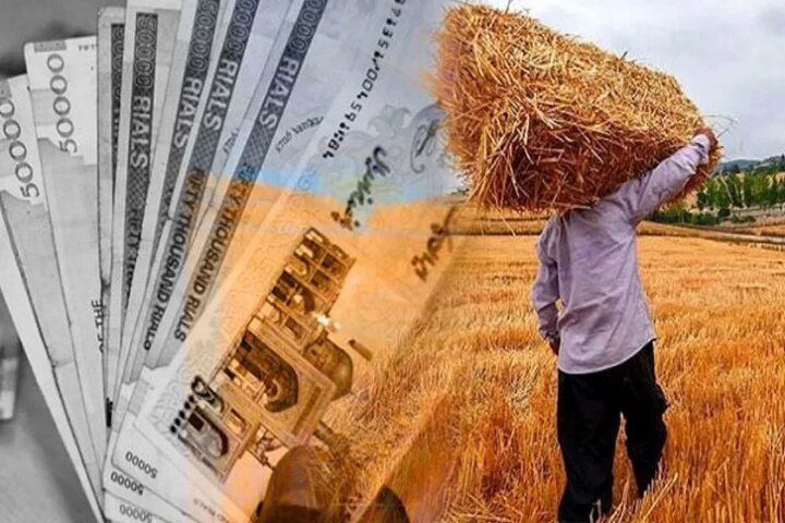 قیمت خرید تضمینی گندم چیست؟ نرخ مصوب و عوامل تعیین قیمت