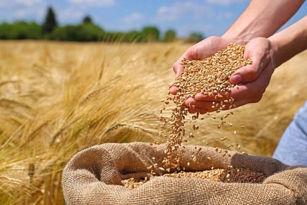 قیمت تضمینی گندم