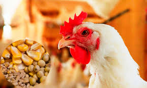 یک میلیون تن کنجاله سویا برای تولید مرغ کم داریم/وزارت صمت باید پاسخگو باشد