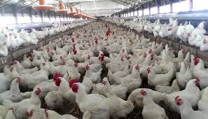 تورم تولیدکننده مرغداری ها به ۱۳ درصد رسید