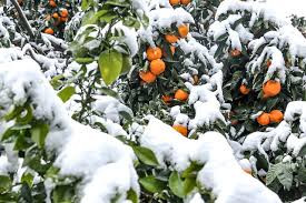 افزایش قیمت مرکبات به‌بهانه سرما توجیه ندارد/ ۲۰درصد پرتقال شرق مازندران از بین رفت