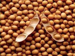 صادرات دانه روغنی سویای هند به ایران کاهش یافت/ ۱۰۰ دلار گرانفروشی در هر تن