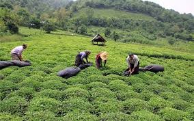 حذف ارز 4200 تومانی واردات چای خا رجی را کنترل کرد