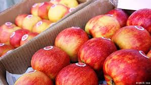 تعرفه صادرات محصولات کشاورزی ایران به روسیه بالا است/ صادرات ۱۱۱ هزار تن سیب