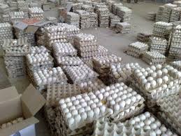 ۴۰ درصد بازارهای صادراتی تخم‌مرغ از دست رفت/ تأثیر گرانی ذرت بر مرغ تخم‌گذار، کمتر از مرغ گوشتی