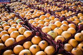 شرایط صادرات پرتقال و نارنگی درجه ۱ و ۲ اعلام شد+ اسناد