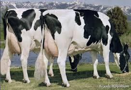  37 درصد شیر کشور از نژاد هلشتاین تولید می شود/ برنامه ریزی برای افزایش 500 هزارتنی شیر در کشور!