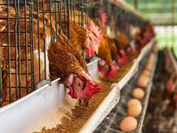 عرضه تخم مرغ کم و قیمت گران شد/کشتار ۲.۵ میلیون قطعه مرغ تخم‌گذار