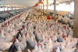 دلایل تغییر قیمت مرغ در بازار