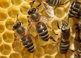 اختصاص 10 میلیارد ریال اعتبار برای ایجاد آزمایشگاه مرجع بررسی سلامت عسل/ موافقت مشروط با واردات ملکه زنبور 