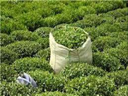 روند کاهشی تغییر کاربری‌ها در باغات چای